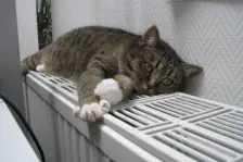 Katze auf der Heizung