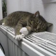 Katze auf der Heizung